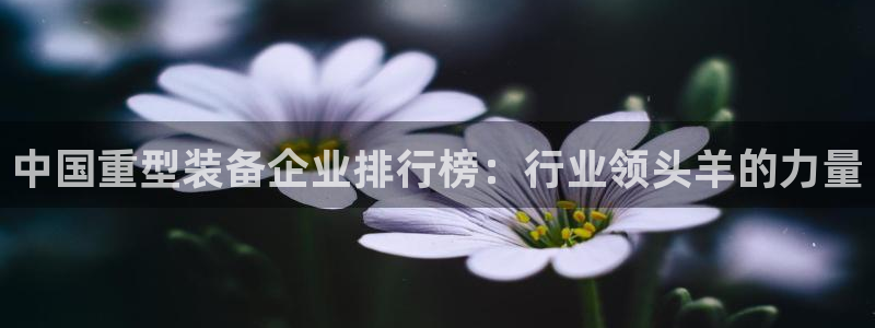 龙八国际图片