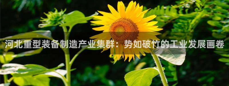 龙八国际APP官方版